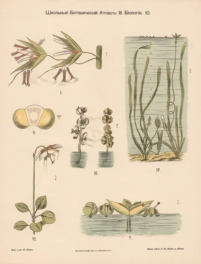 Pollination of aquatic plants by Alexander-Paul Henckel, 1905 — digital art print download