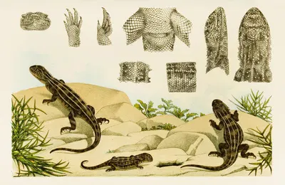 Reptiles VII by Frederick McCoy, 1885-1890 — digital art print download