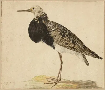 Standing Ruff by Gerardus van Veen, 1677 — digital art print download