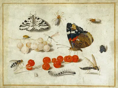 Butterfly, Caterpillar, Moth, Insects, and Currants by Ян ван Кессель Младший, 1650–1655 — digital art print download