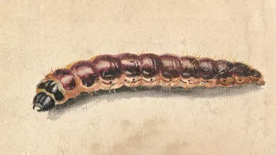 A Caterpillar by Jan Vincentsz van der Vinne — digital art print download