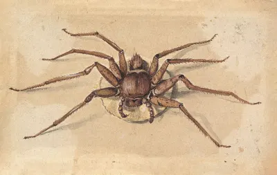 A Spider by Jan Vincentsz van der Vinne — digital art print download