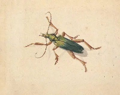Green Beetle with Brown Legs by Jan Vincentsz van der Vinne — digital art print download