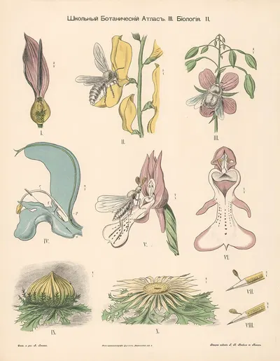 Pistil by Alexander-Paul Henckel, 1905 — digital art print download
