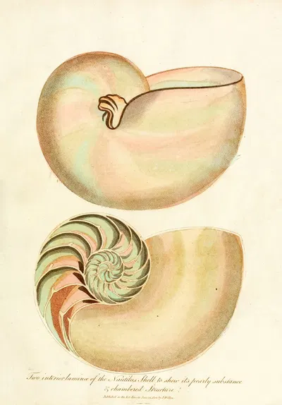 Encyclopaedia londinensis – Conchology Pl. 02 by John Chapman, 1810 — digital art print download