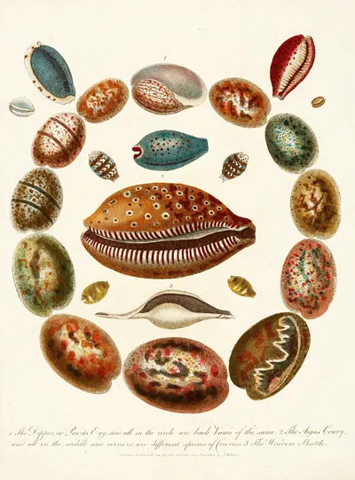 Encyclopaedia londinensis – Conchology Pl. 03 by John Chapman, 1810 — digital art print download