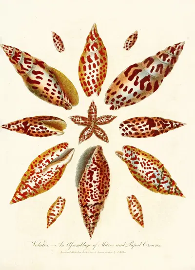 Encyclopaedia londinensis – Conchology Pl. 06 by John Chapman, 1810 — digital art print download