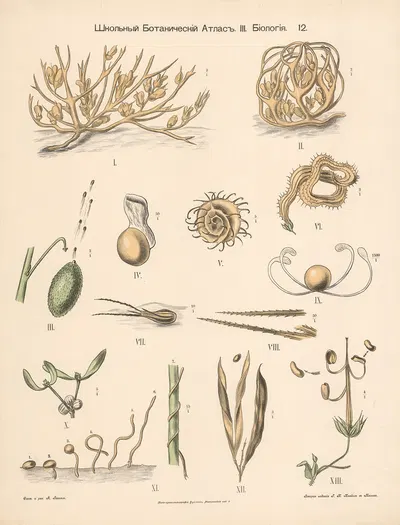 Germination by Alexander-Paul Henckel, 1905 — digital art print download