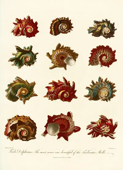 Encyclopaedia londinensis – Conchology Pl. 10 by John Chapman, 1810 — digital art print download