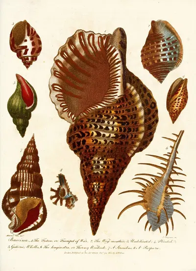 Encyclopaedia londinensis – Conchology Pl. 12 by John Chapman, 1810 — digital art print download