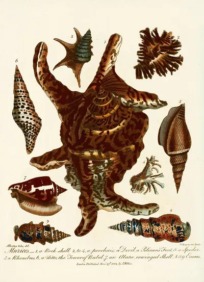 Encyclopaedia londinensis – Conchology Pl. 13 by John Chapman, 1810 — digital art print download