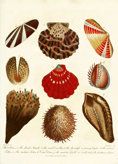 Encyclopaedia londinensis – Conchology Pl. 14 by John Chapman, 1810 — digital art print download
