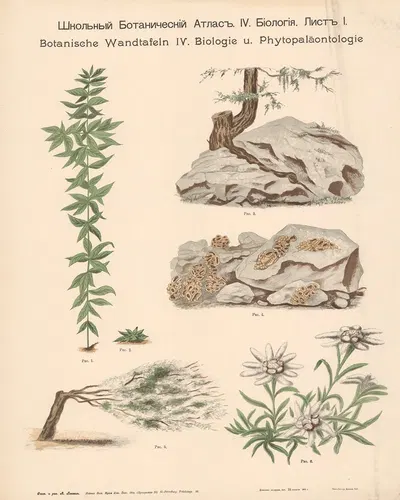 Rock plants by Alexander-Paul Henckel, 1905 — digital art print download