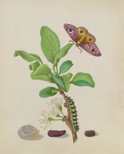 Metamorphosis of a Small Emperor Moth on a Damson Plum, plate 13 of the Caterpillar Book by Maria Sibylla Merian, 1679 —…