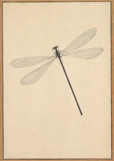 A Dragonfly by Nicolaas Struyk — digital art print download