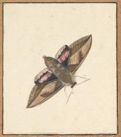 A Moth by Nicolaas Struyk — digital art print download