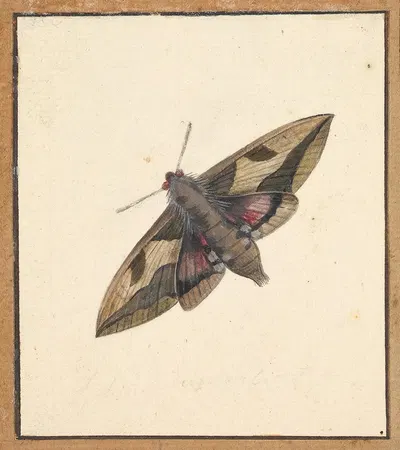 A Moth by Nicolaas Struyk — digital art print download