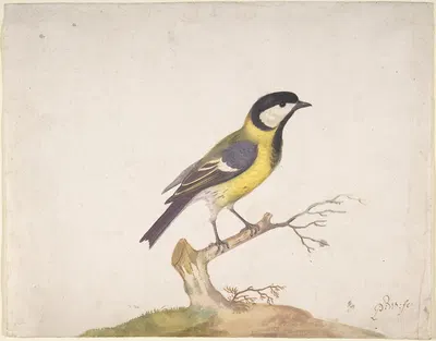 A Great Titmouse (Parus major) Perched on a Branch by Pieter Withoos — digital art print download