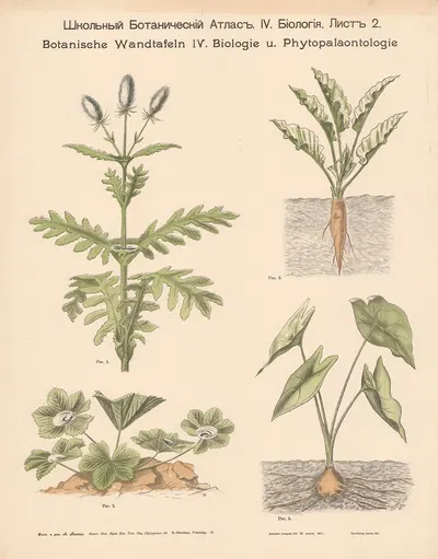 Hardy plants. by Alexander-Paul Henckel, 1905 — digital art print download
