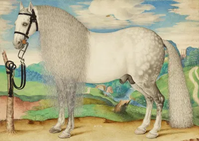 A Dappled Gray Stallion Tethered in a Landscape by Prague School — digital art print download