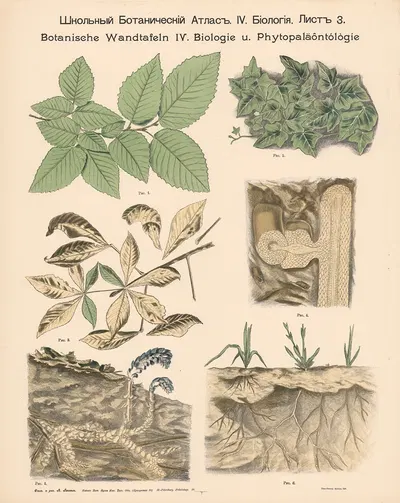 Creeping plants by Alexander-Paul Henckel, 1905 — digital art print download