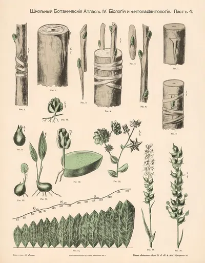 Plant shoots by Alexander-Paul Henckel, 1905 — digital art print download