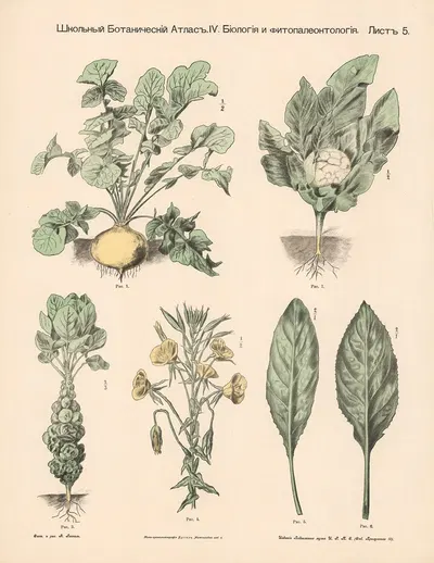Tuber and cabbage plants by Alexander-Paul Henckel, 1905 — digital art print download