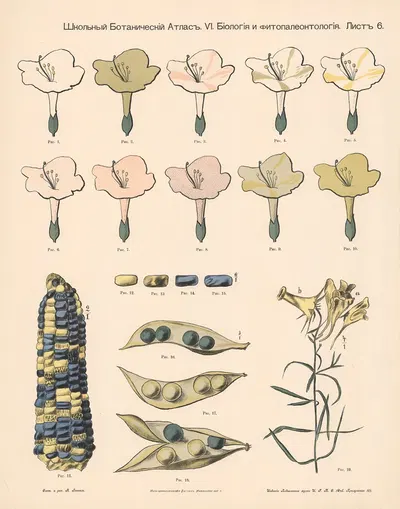 Color of plants by Alexander-Paul Henckel, 1905 — digital art print download