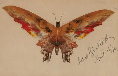 Butterfly by Альберт Бирштадт, 1896 — digital art print download