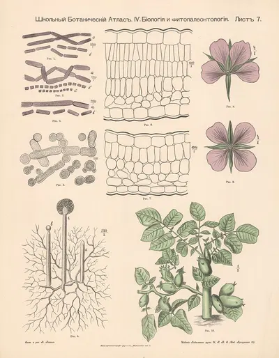 Structure of plant parts by Alexander-Paul Henckel, 1905 — digital art print download
