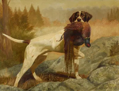 Pointer with Pheasant by Alexander Pope Jr. — digital art print download