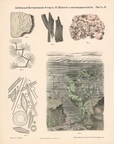 Aquatic plants. Fossils. by Alexander-Paul Henckel, 1905 — digital art print download