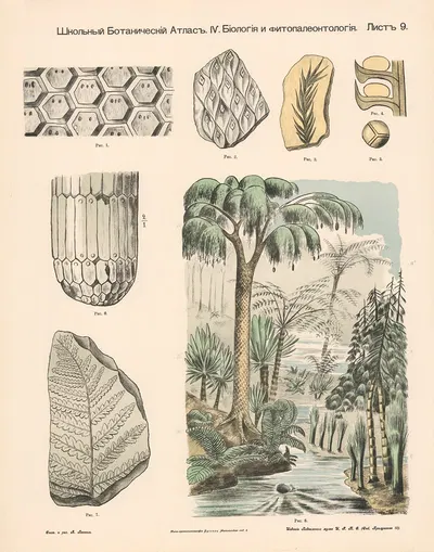 Ferns and Cryptogams by Alexander-Paul Henckel, 1905 — digital art print download
