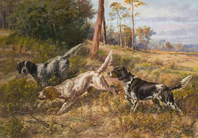 English Setters in Field by Эдмунд Генри Остхаус — digital art print download