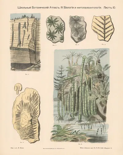 Reed plants. Petrifications. by Alexander-Paul Henckel, 1905 — digital art print download