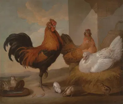 Domestic Cock, Hens and Chickens by Francis Barlow, 1655 — digital art print download