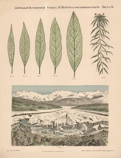 Arctic plants by Alexander-Paul Henckel, 1905 — digital art print download