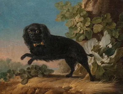Mimi, le chien favorite de madame de Pompadour by Жан-Жак Башелье, 1762 — digital art print download