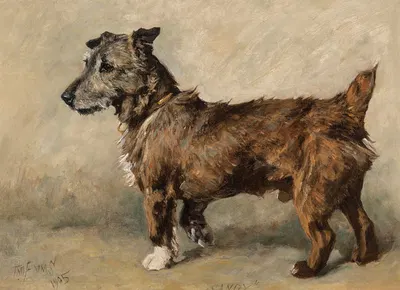 Sandy by Джон Эмс, 1905 — digital art print download