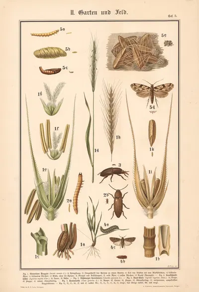 Rye, Click beetle, Wheat weevil, Turnip moth, Grain worm by Adolph Rupp, 1911 — digital art print download