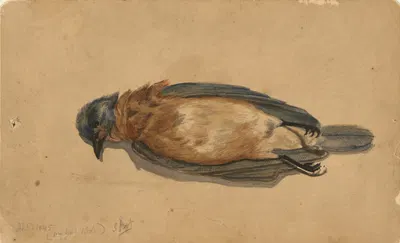 Dead Bird by Джон Ла Фардж, 1845 — digital art print download