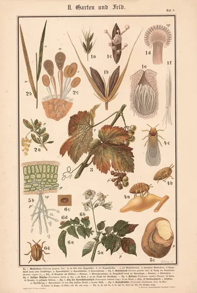 Ergot fungus, Stem rust, Barberry, Downy mildew, Grape phylloxera, Water mold, potato beetle by Adolph Rupp, 1911 — digital…