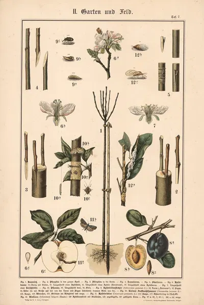Fruit trees, pests, and insects. by Adolph Rupp, 1911 — digital art print download