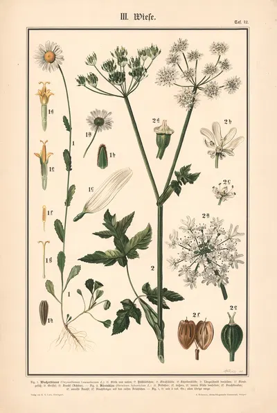 Tansy, Cow Parsnip by Adolph Rupp, 1911 — digital art print download