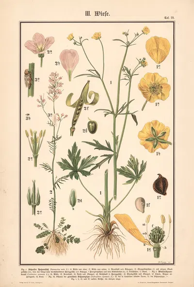 Meadow buttercup, Cuckoo Flower, Froghopper by Adolph Rupp, 1911 — digital art print download