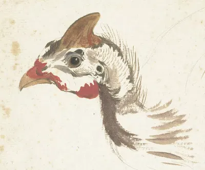 Head of a Helmeted Guineafowl by Аерт Шоуман, 1720 - 1792 — digital art print download