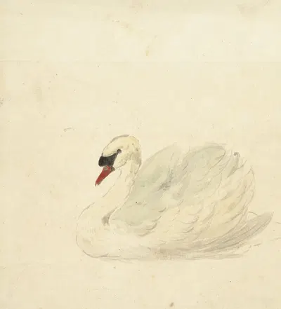 Knobbelzwaan by Аерт Шоуман, 1720 - 1792 — digital art print download