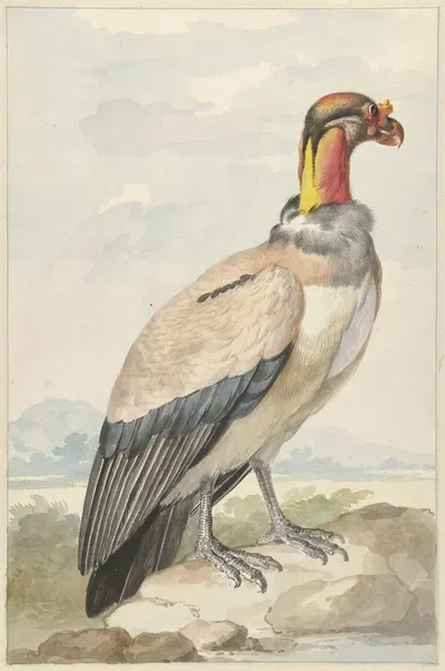 Koningsgier (Sarcoramphus papa) by Аерт Шоуман, 1758 — digital art print download