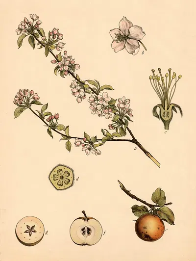 Apple by C. Dietrich, 1911 — digital art print download