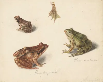 Blad met studie van een bruine landkikker rechts, links een groene waterkikker by Albertus Steenbergen, 1834 — digital art…